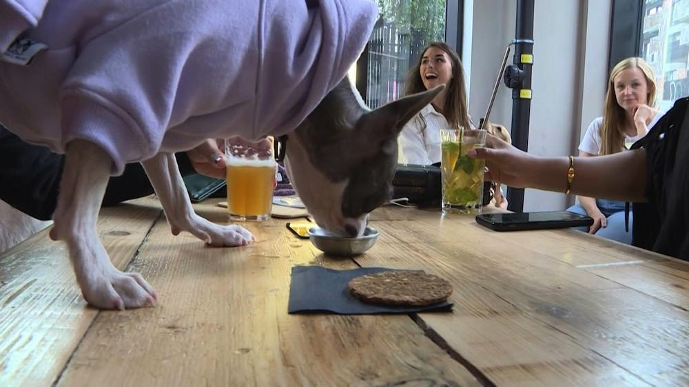 Dans un bar de Londres, des cocktails pour les toutous des clients