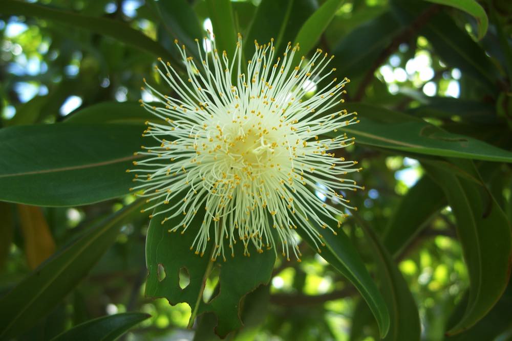 Espèces endémiques : La beauté de la faune et la flore locales