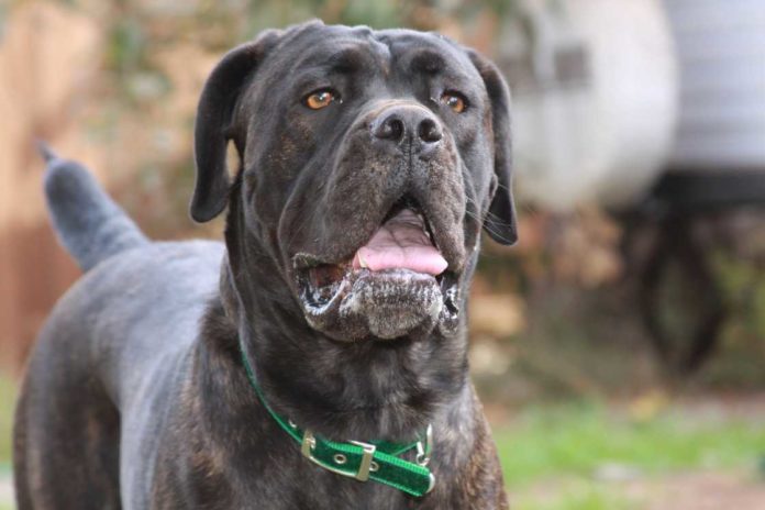 cane corso